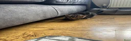 Mixed Breed cats for sale: Beautiful girl kitten for sale  - Advert 5