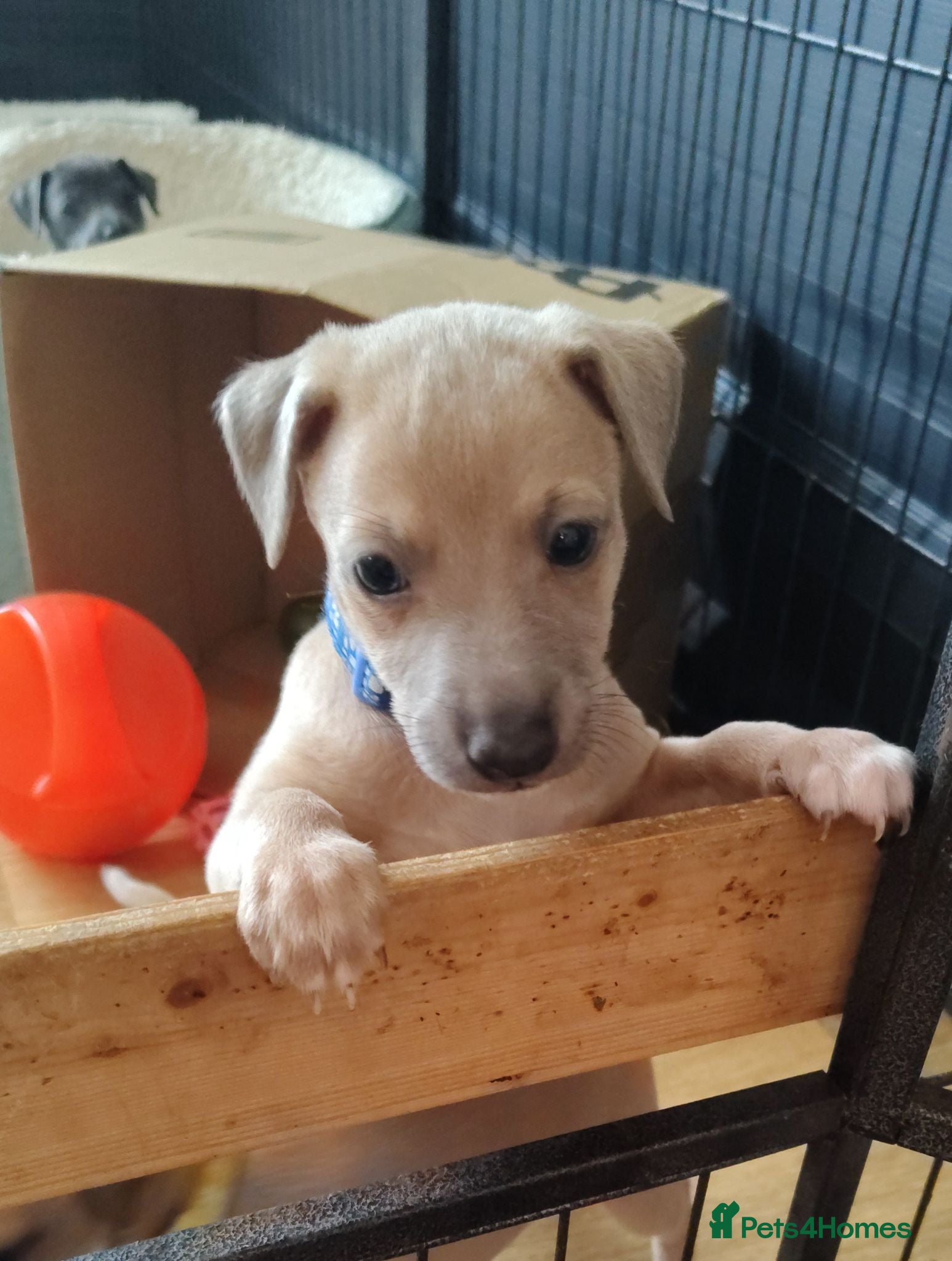 Italian Greyhound dogs 3/4 Italian Greyhound & 1/4 Whippet Puppies - Advert 2