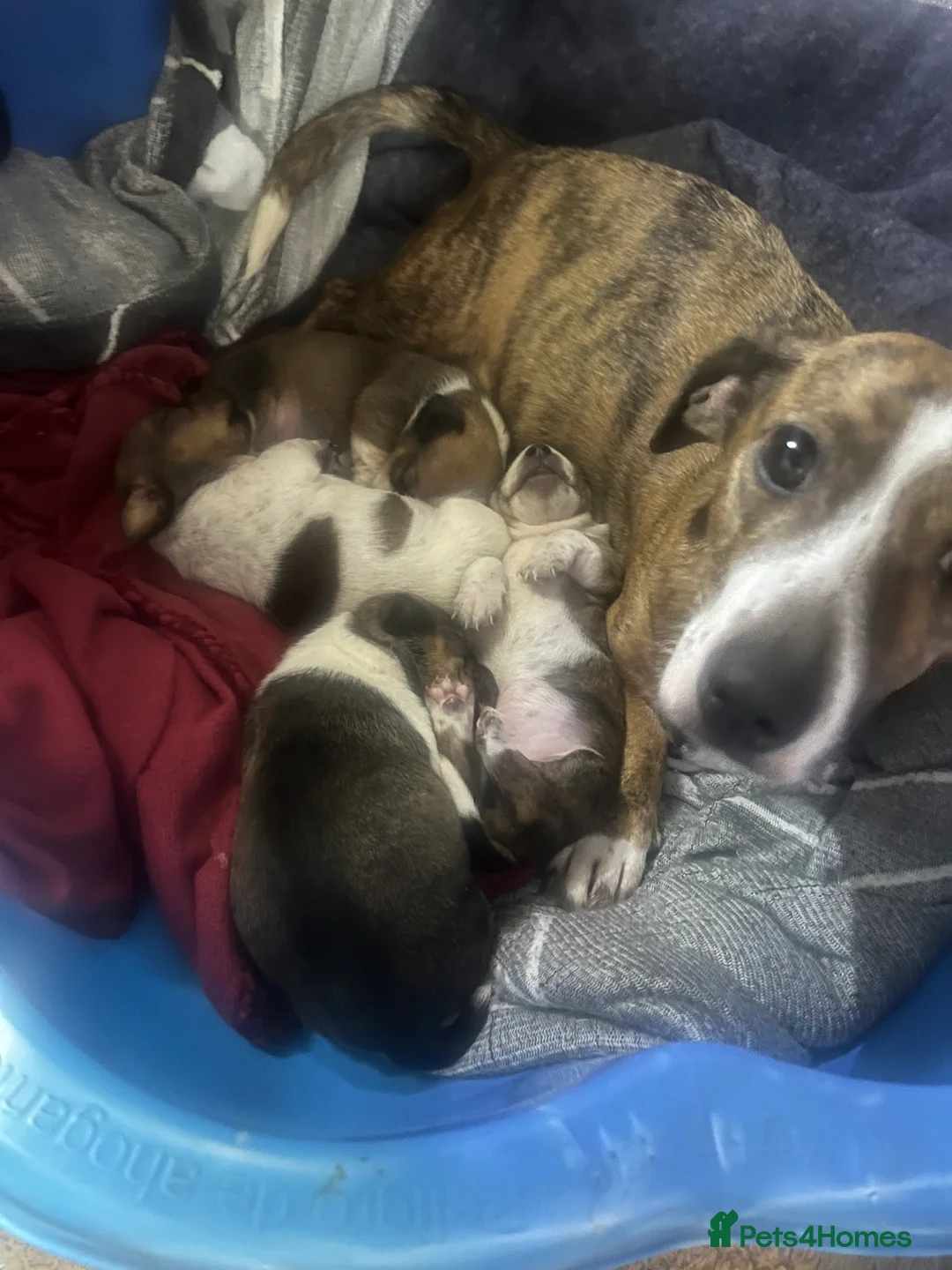 Jack Russell dogs for sale: Jack Russell  - Advert 1