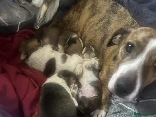 Jack Russell dogs Jack Russell - Advert 2