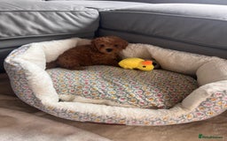 Maltipoo dogs for sale: 💫Tiny Red Boys Available Now💫 - Image 11