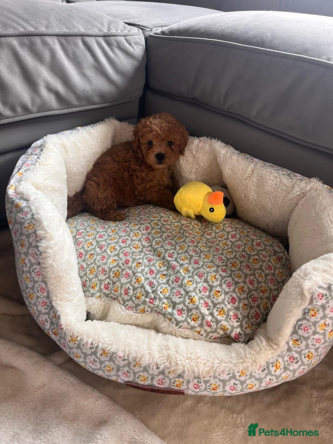 Maltipoo dogs for sale: 💫Tiny Red Boys Available Now💫 - Image 11