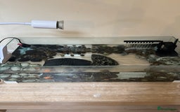 Turtle reptiles for sale: Two cutie turtle, free. Looking for a new family  - Image 1