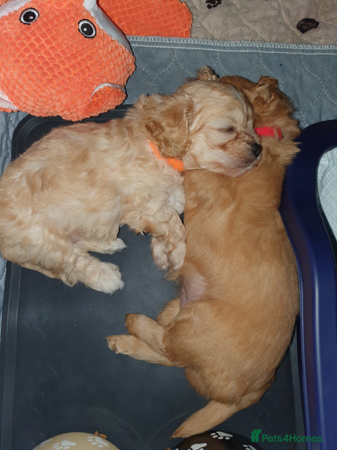 Mixed Breed dogs for sale: Beautiful red and fawn colour Cavapoochons pups - Advert 12