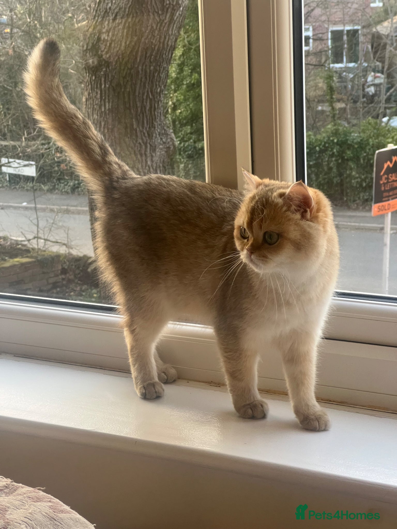 British Shorthair cats Tica Reg ACTIVE bsh Female - Advert 1