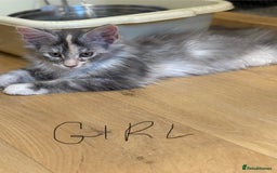 Maine Coon cats for sale: Maine Coon pedigree  - Image 2