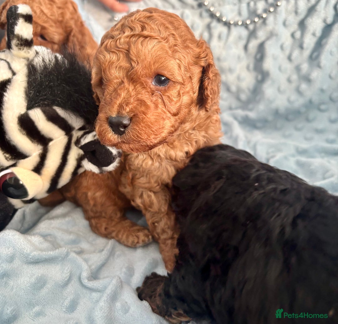 Toy Poodle dogs for sale: KC registered toy poodles - Advert 20