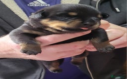 Rottweiler dogs for sale: Kc very well bred bitches available  - Image 8