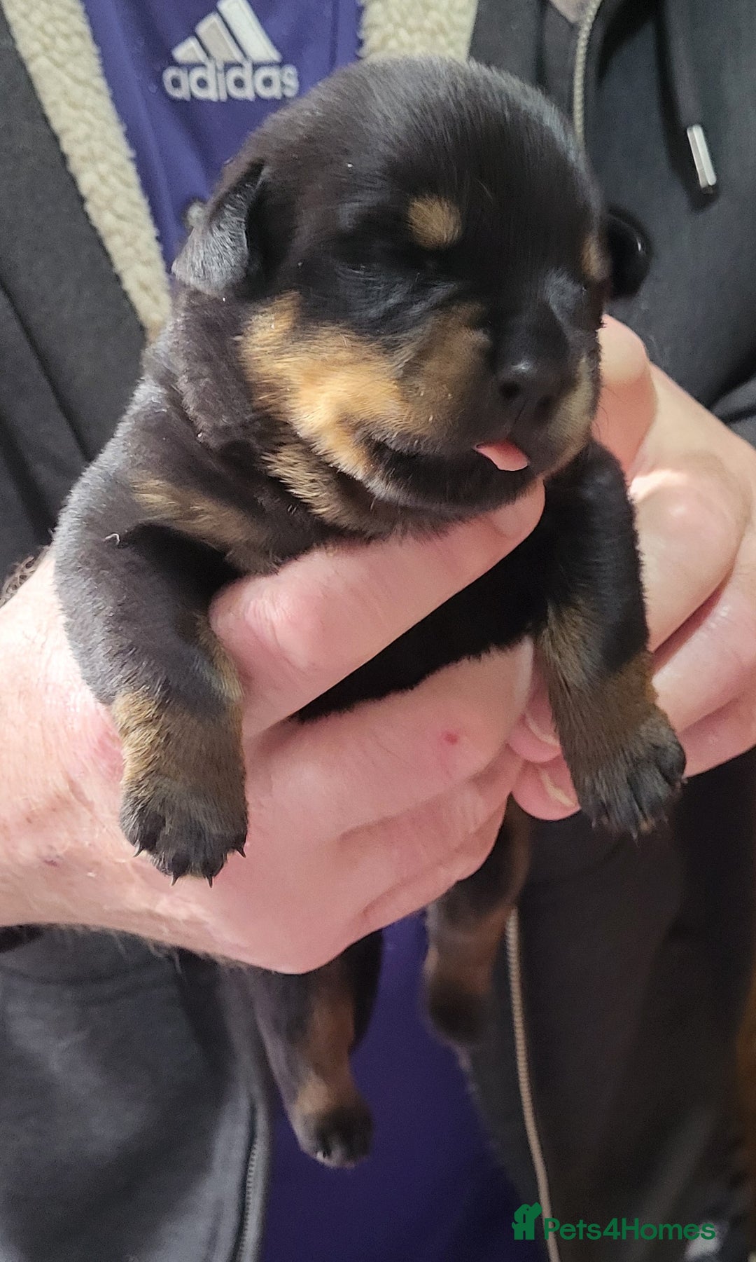 Rottweiler dogs for sale: Kc very well bred bitches available  - Image 8