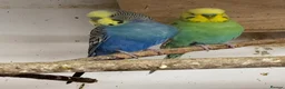 Budgerigars birds for sale: Rainbow male budgies  - Advert 4
