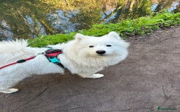 Samoyed dogs for sale: Samoyed puppies for sale - Image 13
