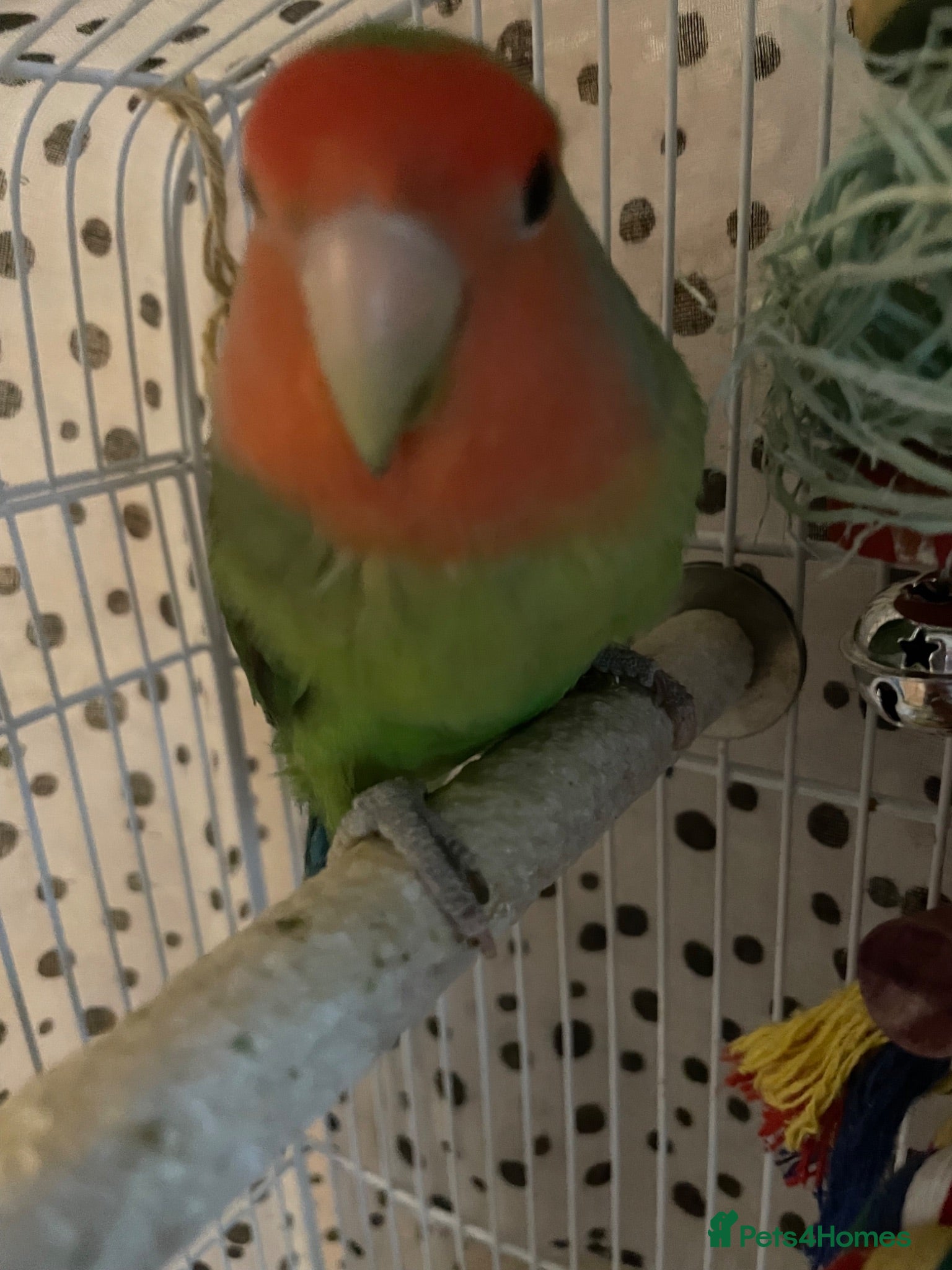 Lovebirds birds Beautiful baby lovebird male  - Advert 16