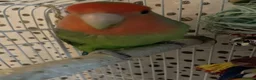 Lovebirds birds for sale: Beautiful baby lovebird male  - Advert 1