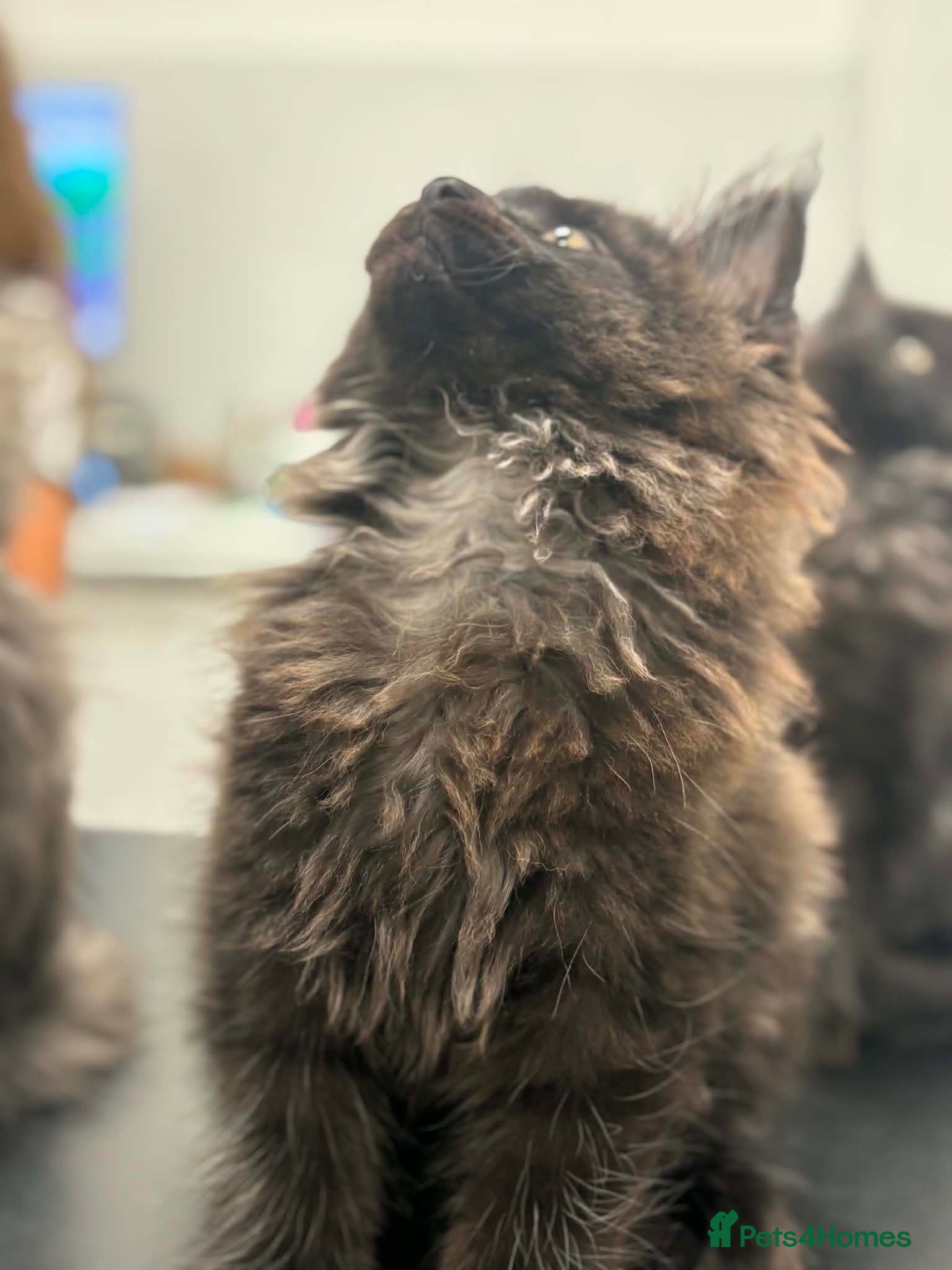 Maine Coon cats Tica registered black smoked male Maine coon - Advert 2