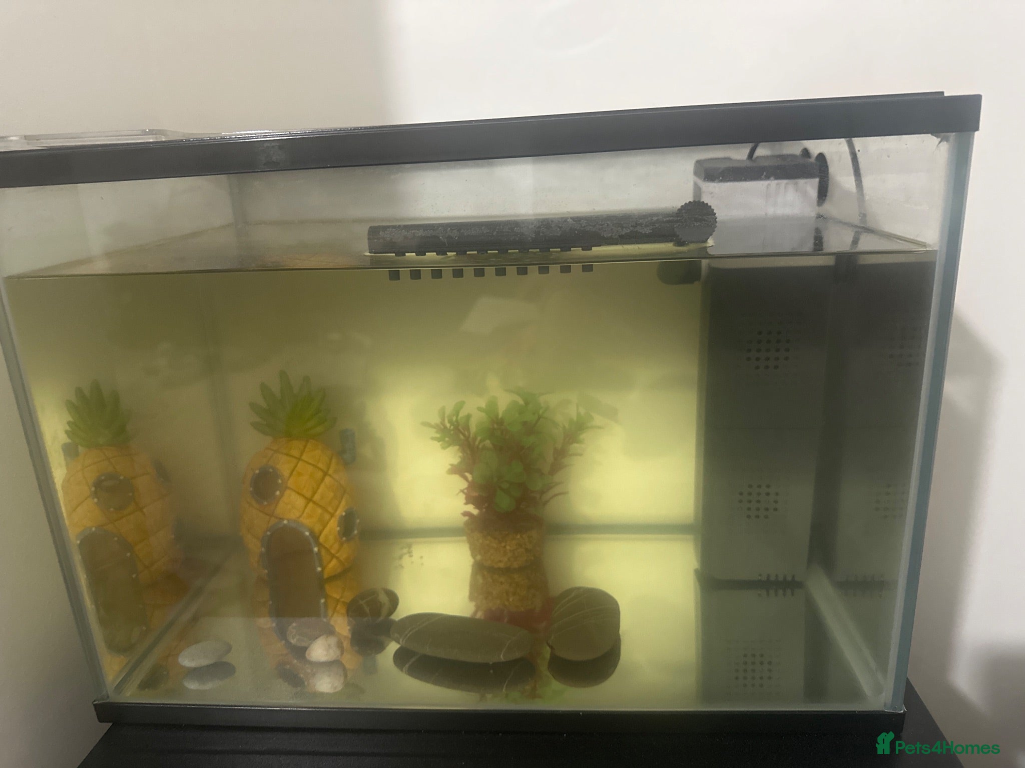 Catfish fish Fish tank, full set up and catfish  - Advert 2