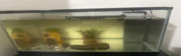 Catfish fish for sale: Fish tank, full set up and catfish  in Sheffield - Advert 1