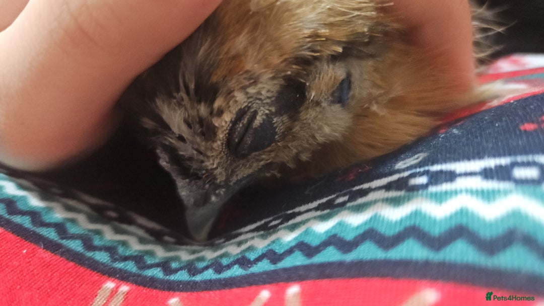 Chickens poultry for sale: Baby Purebred Silkies For Sale ✨️ - Advert 8