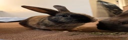 Mixed Breed rabbits for sale: 2 beautiful rabbits  - Advert 4