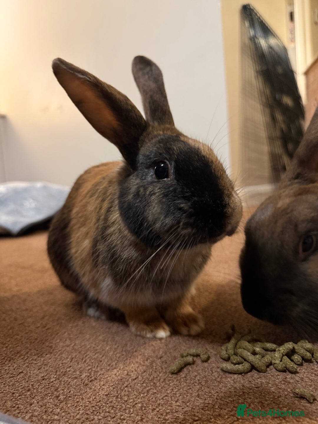 Mixed Breed rabbits for sale: 2 beautiful rabbits  - Advert 4