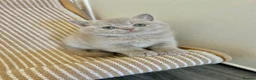 British Shorthair cats for sale: TICA Registered British Shorthair Kittens for Sale - Advert 6