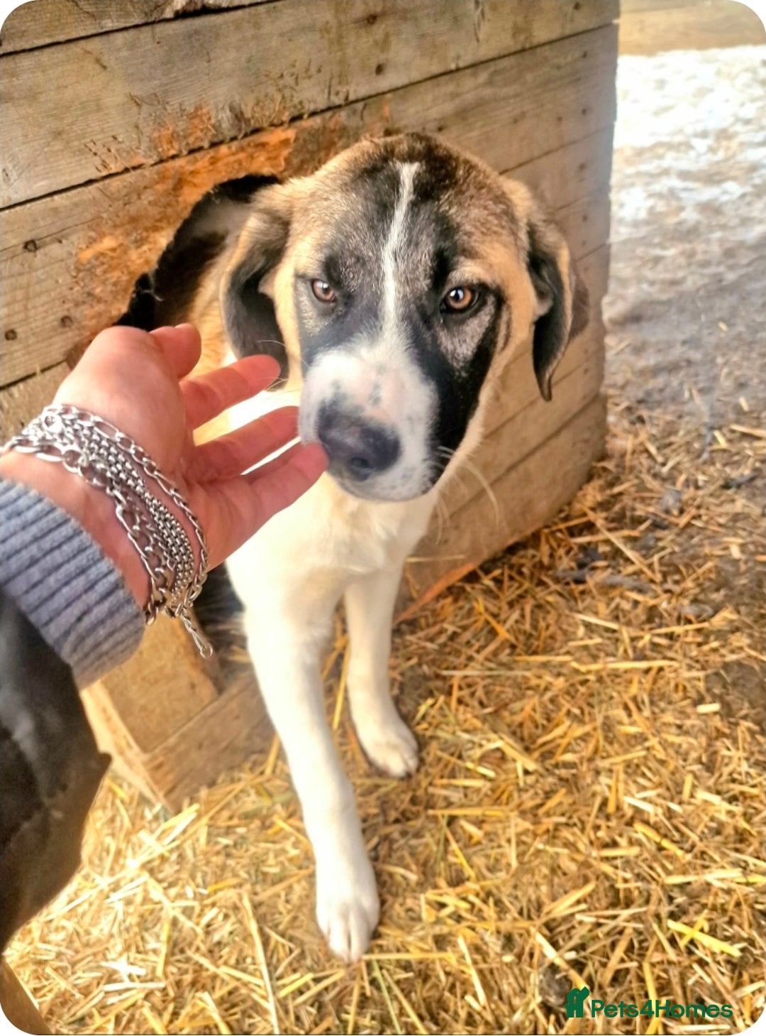 Mixed Breed dogs for adoption: DAVE (FOSTER TO ADOPT)  - Advert 7