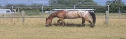 Appaloosa horses for sale: Huge potential in the right hands but read ad  in Doncaster - Advert 3