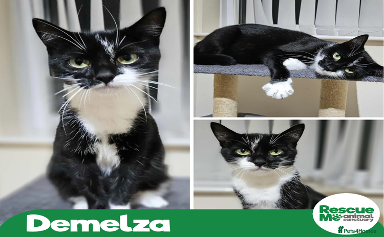 Mixed Breed cats Demelza - yummy mummy - Advert 1