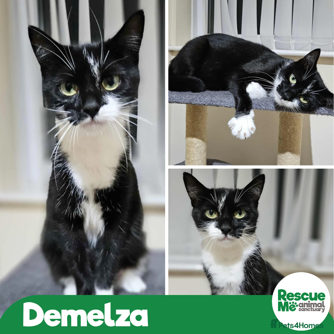 Mixed Breed cats for adoption: Demelza - yummy mummy - Advert 1