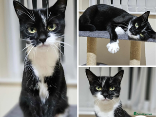 Mixed Breed cats Demelza - yummy mummy - Advert 5