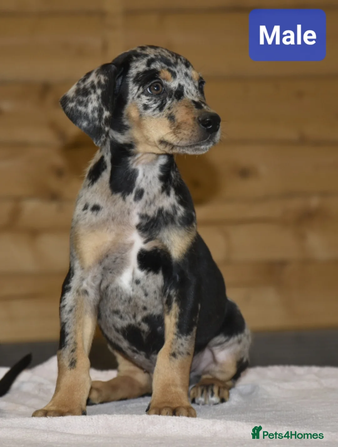 Dobermann dogs for sale: Unique hybrid dobermann pups - Advert 14