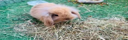 Mini Lion Lop rabbits for sale: Mini Lion Lops in Richmond - Advert 4
