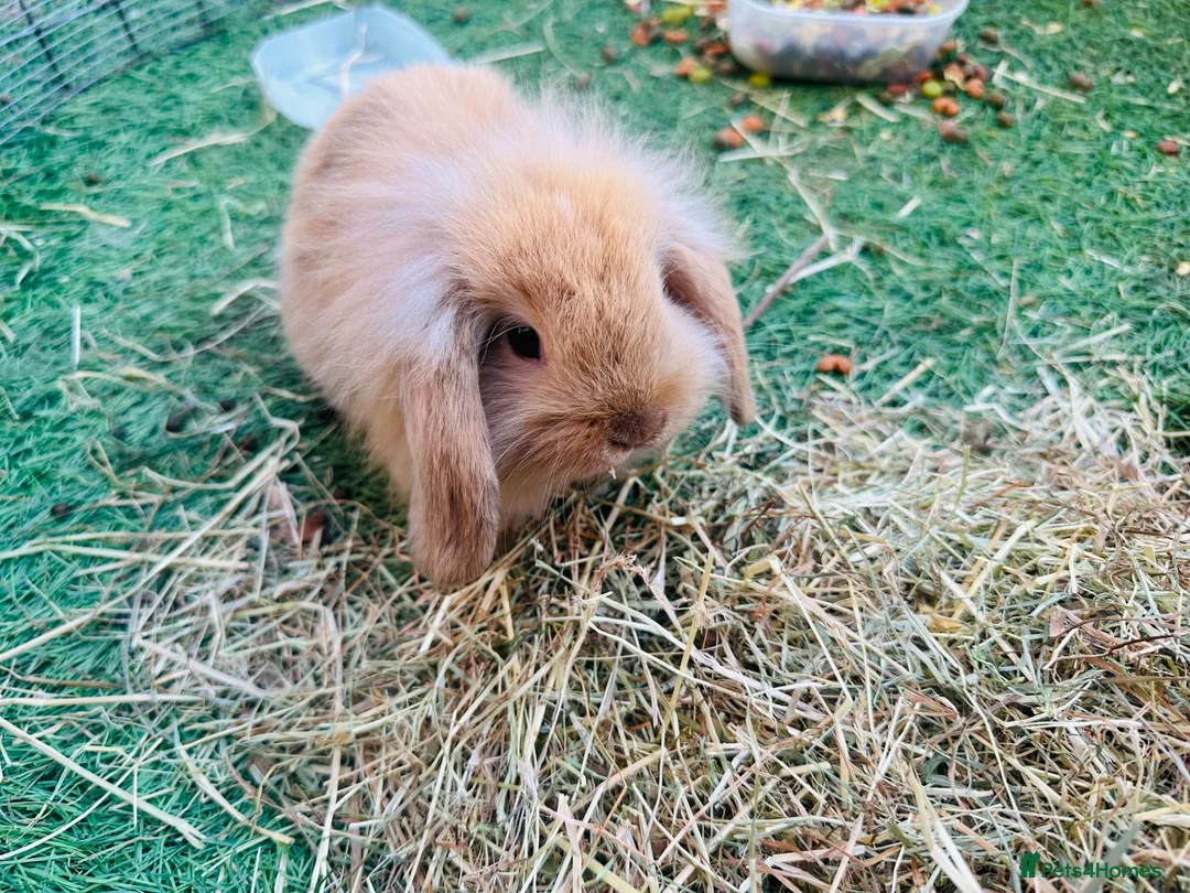 Mini Lion Lop rabbits for sale: Mini Lion Lops in Richmond - Advert 4