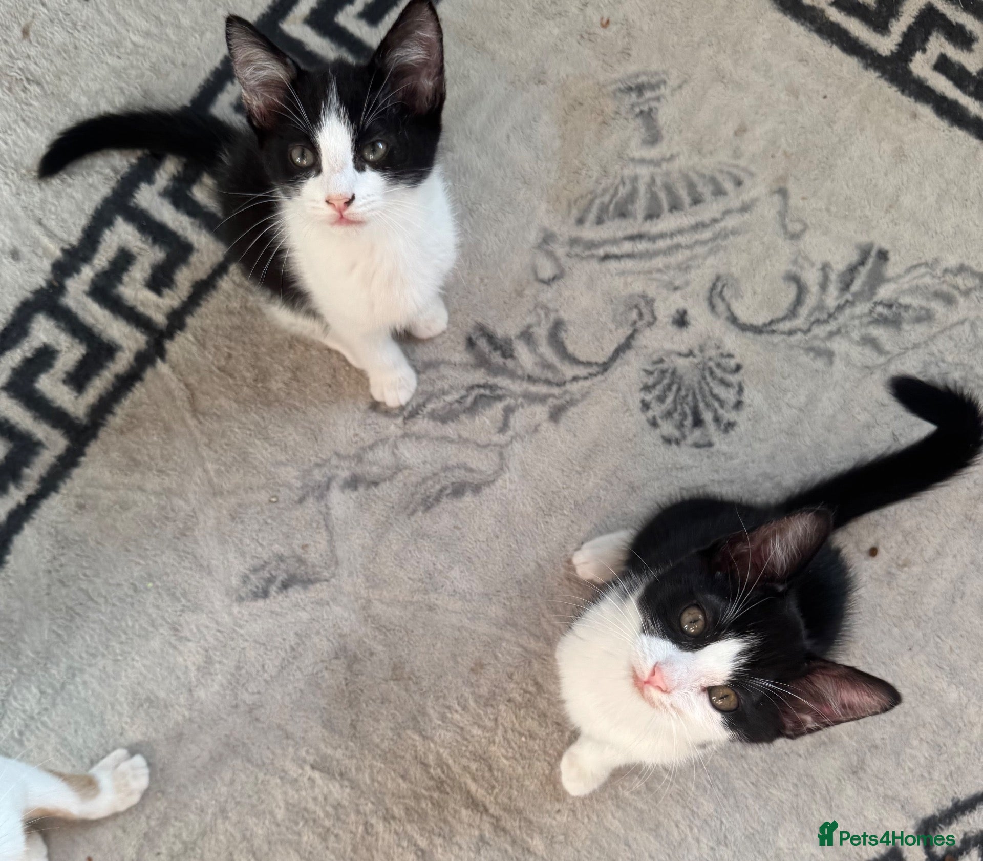 Mixed Breed cats Kittens ready to leave still available  - Advert 3