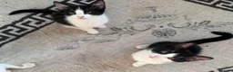 Mixed Breed cats for sale: Kittens ready to leave still available  - Advert 1
