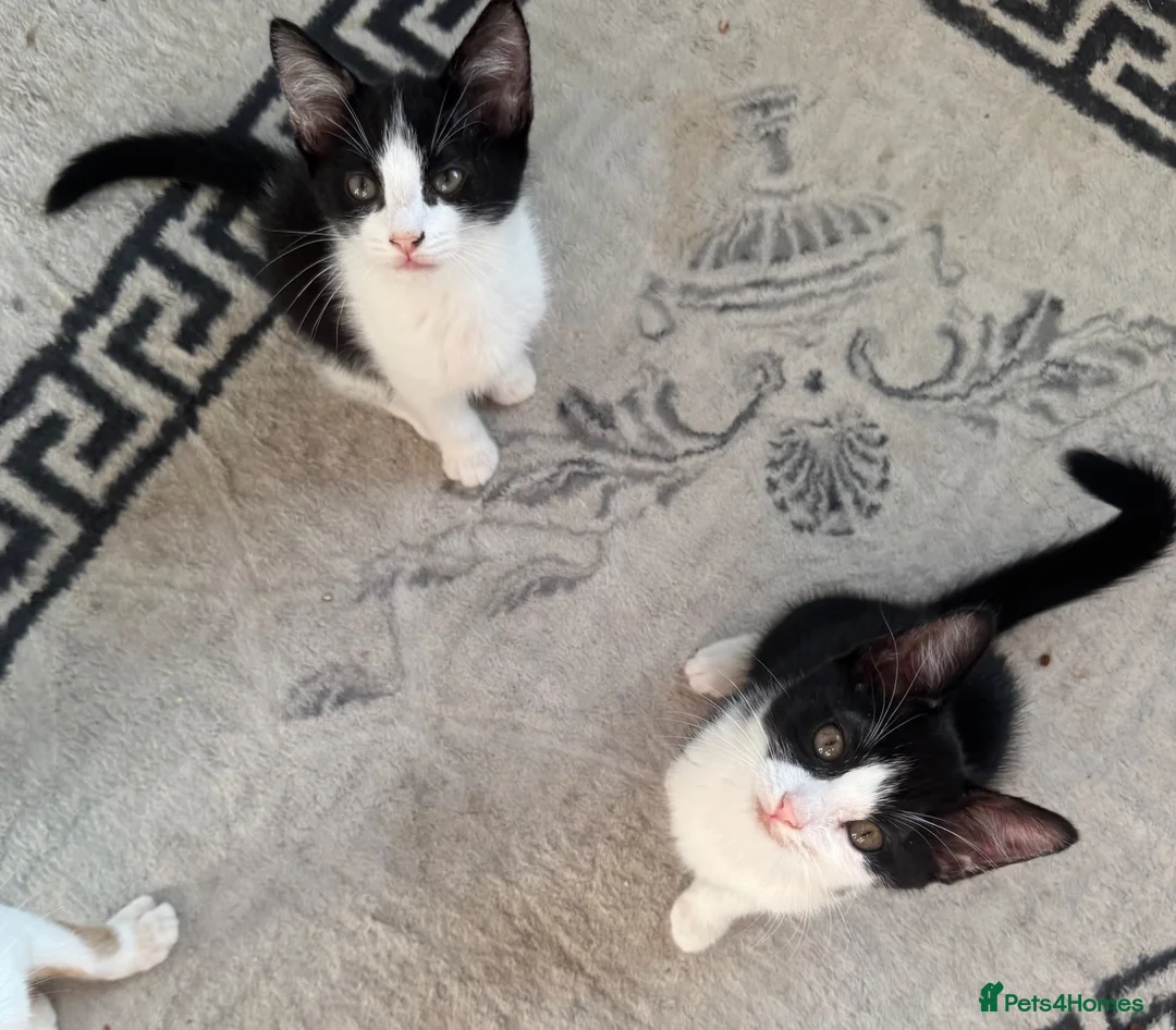 Mixed Breed cats for sale: Kittens ready to leave still available  - Advert 1