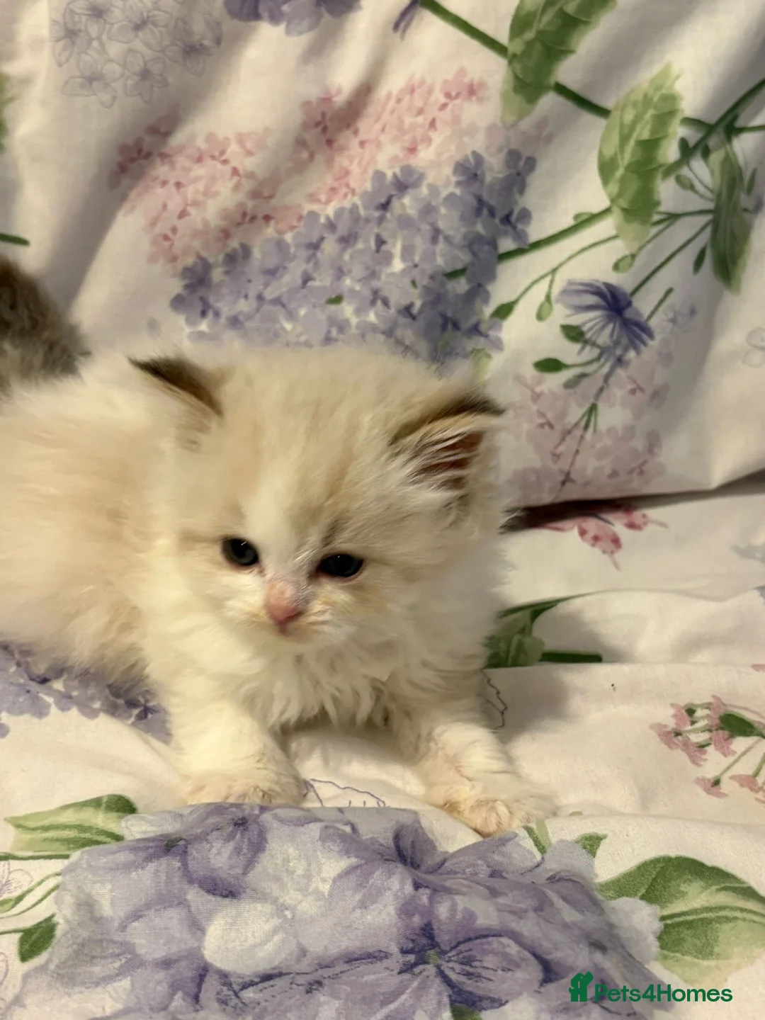 Ragdoll cats for sale: 6 week tica registered ragdoll kittens  - Advert 2