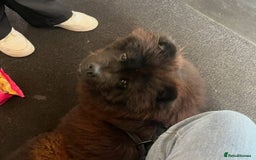 Chow Chow dogs for sale: FEMALE CHOW CHOW. - Image 2