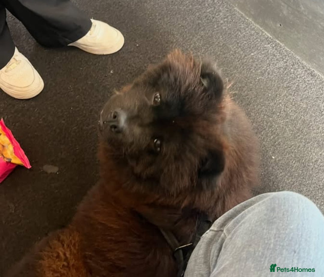 Chow Chow dogs for sale: FEMALE CHOW CHOW. - Image 2