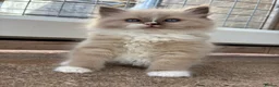 Ragdoll cats for sale: Registered pedigree cherubim Ragdolls - Advert 7