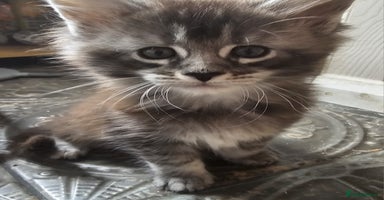 Maine Coon cats - Advert 14