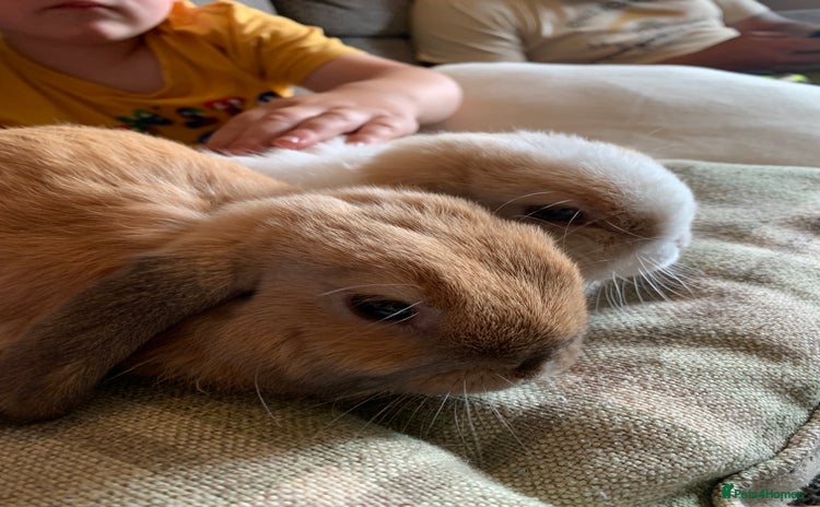 Mini Lop rabbits - Advert 1