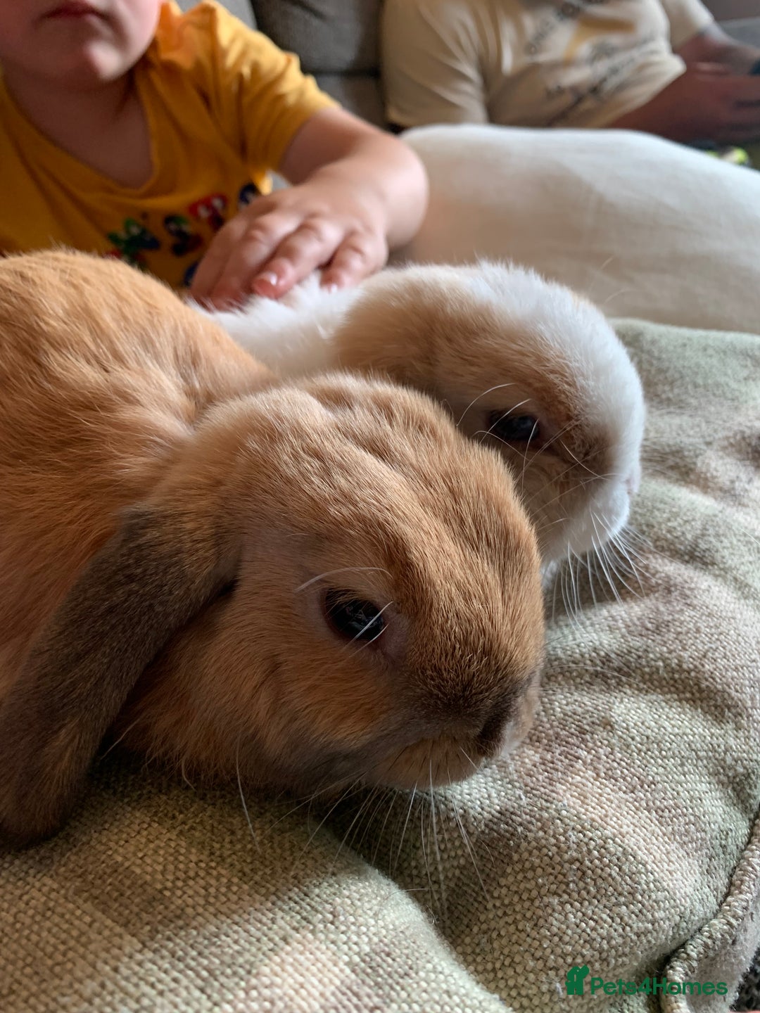 Mini Lop rabbits for sale: Two boy mini lop bunnies with cage & run  - Image 1