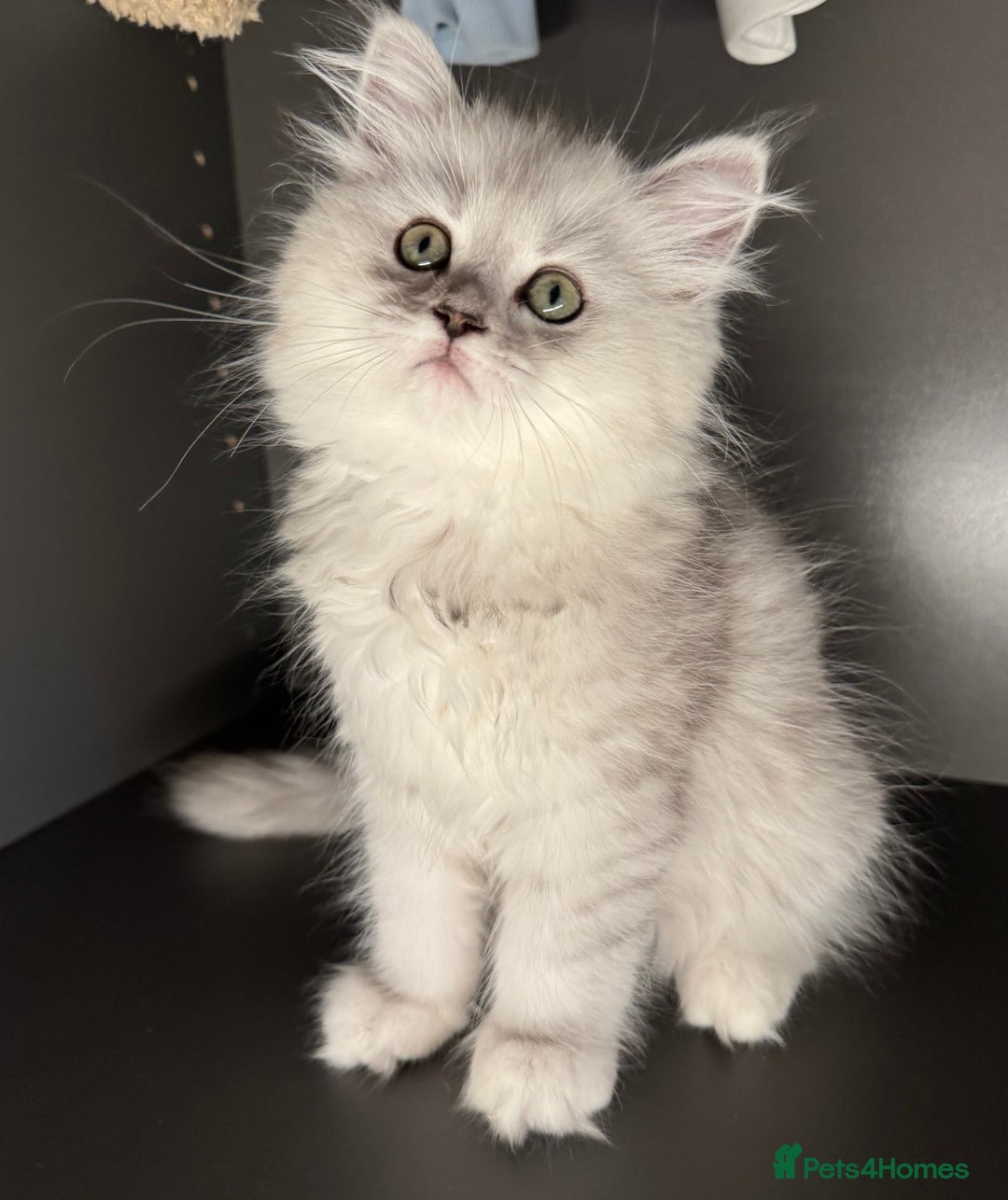 Mixed Breed cats for sale: Persian x Ragdoll kittens - Image 15