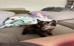 Turkish Van cats for sale: Turkish Van Mix Kittens 8 Weeks Old Ready Now! - Image 21