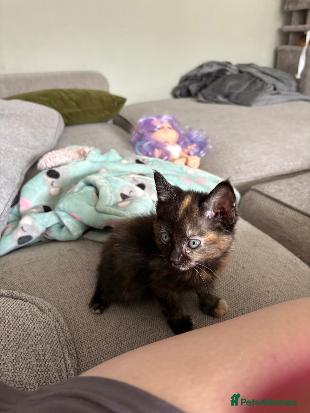 Turkish Van cats for sale: Turkish Van Mix Kittens 8 Weeks Old Ready Now! - Image 21