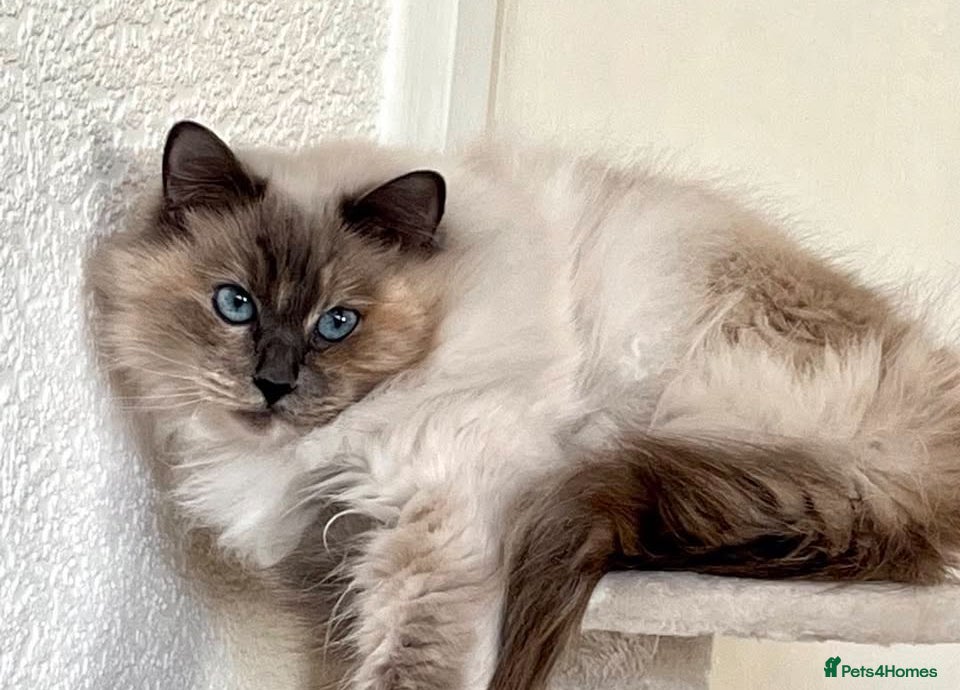 Ragdoll cats Gorgeous spayed ragdoll girl for sale - Advert 5