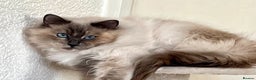 Ragdoll cats for sale: Gorgeous spayed ragdoll girl for sale - Advert 1