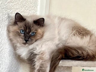 Ragdoll cats Gorgeous spayed ragdoll girl for sale - Advert 1