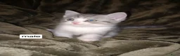 Persian cats for sale: Persian x sphynx accidental litter - Advert 7