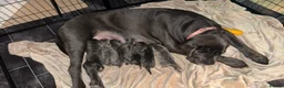 Cane Corso dogs for sale: Cane Corso puppies looking for their forever homes - Advert 2